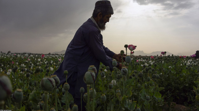 والی کابل: نهاد‌های امنیتی برای مبارزه با مواد مخدر هماهنگی ندارند 